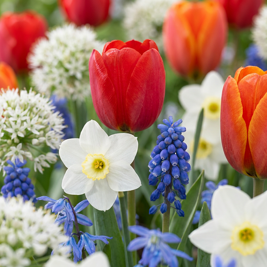 Mélange de bulbes de Hollande à floraison estivale avec des tulipes, des narcisses et des muscaris.