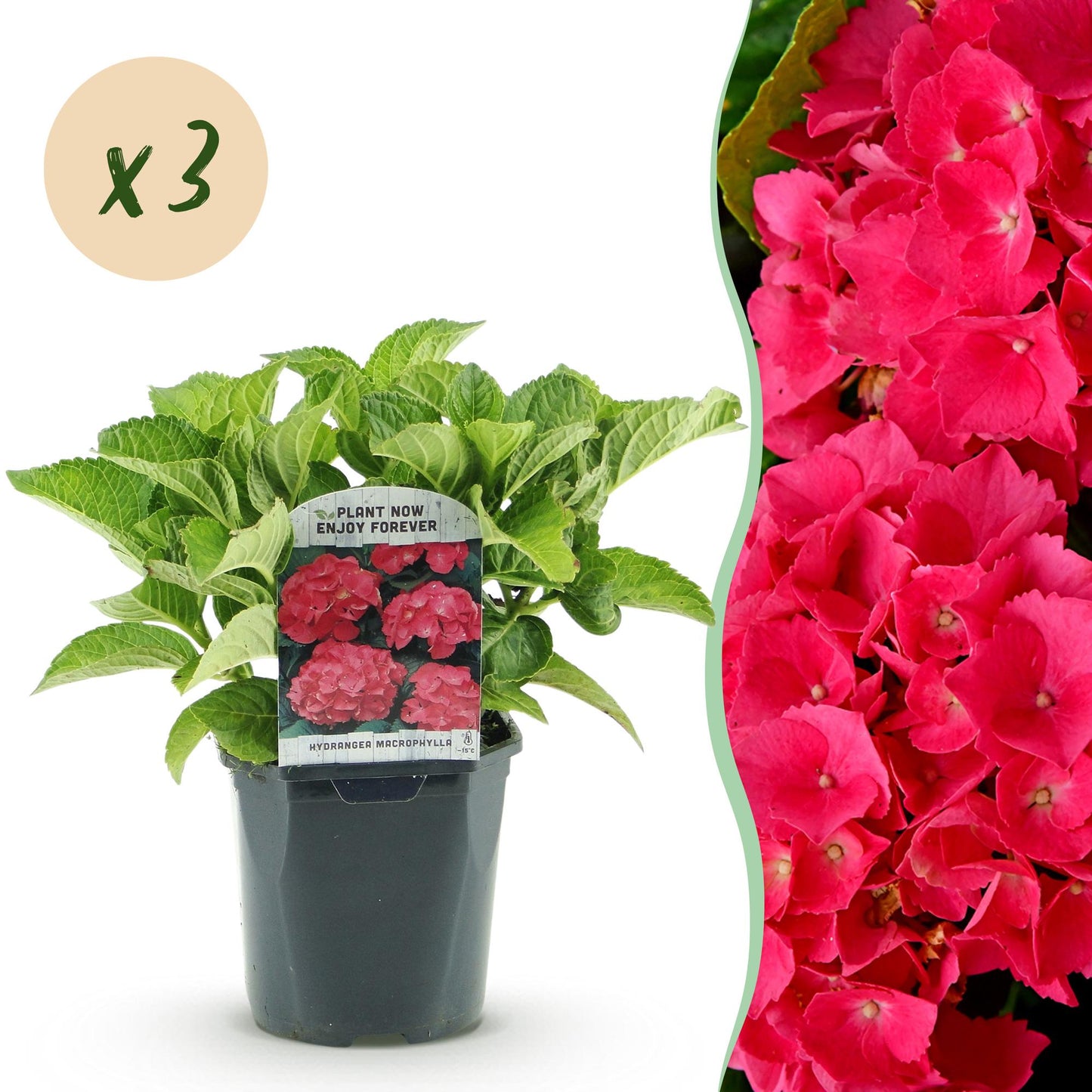 Hortensia de jardin (Hydrangea macrophylla), arbuste fleuri rustique, Pot 17 cm, Hauteur 30 cm