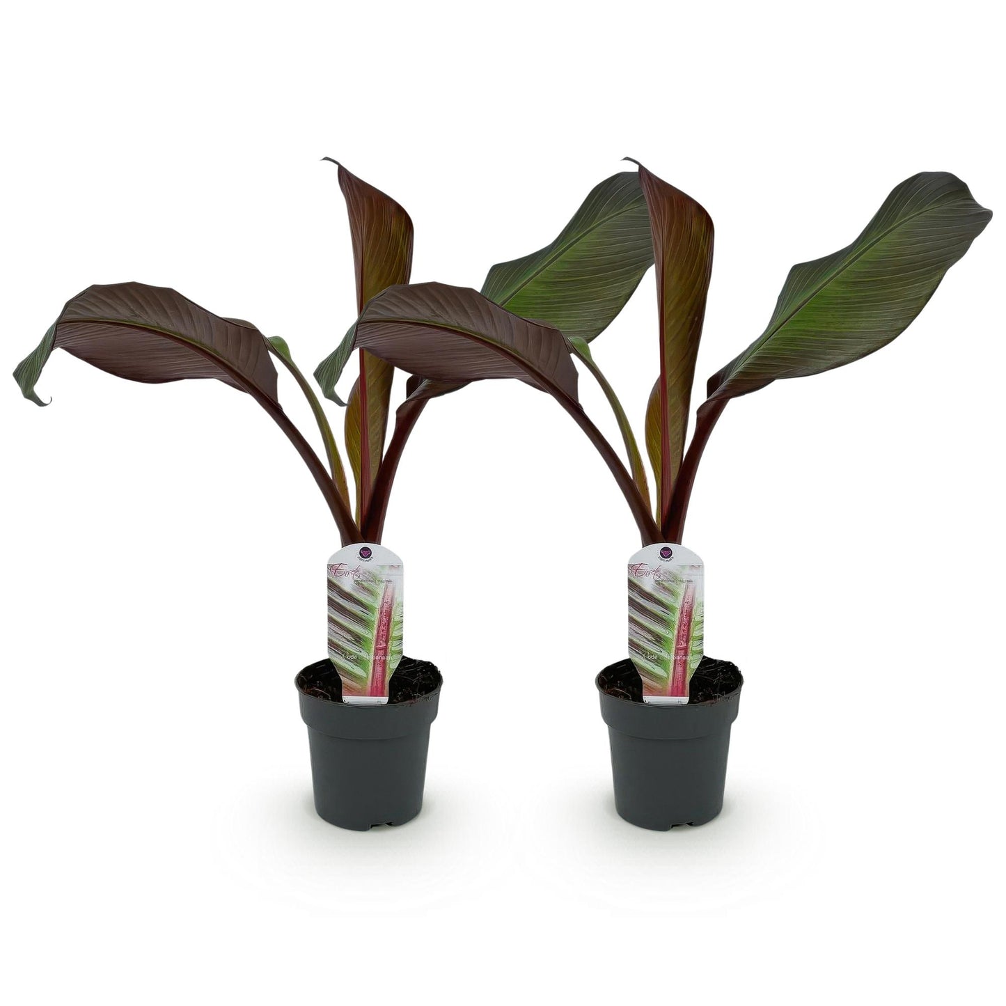 Bananier Ensete ventricosum Maurelli. Deux jeunes plants en pot, avec feuillage vert et tiges bordeaux, sur fond blanc.