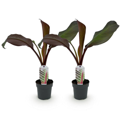 Bananier Ensete ventricosum Maurelli. Deux jeunes plants en pot, avec feuillage vert et tiges bordeaux, sur fond blanc.