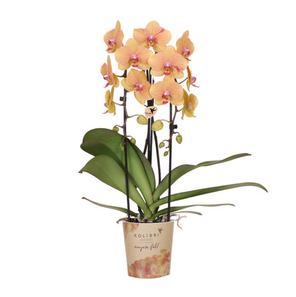 Orchidée Phalaenopsis orange en pot