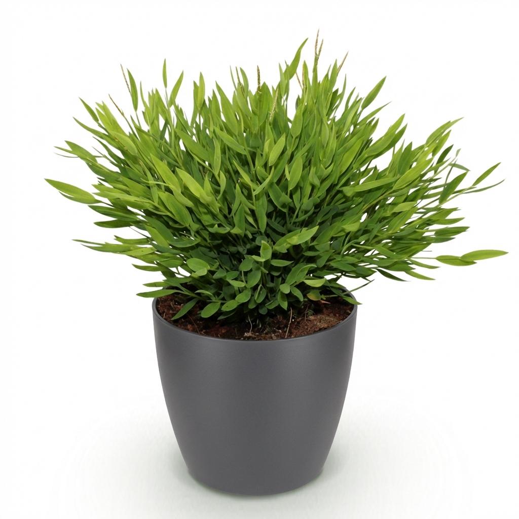 Plante d'intérieur - Bamusa Pogonatherum Monica - Herbe de bambou - Plante adaptée aux animaux - Vert - 1 Plante - avec Pot Gris - Pot 12cm - Hauteur 20cm