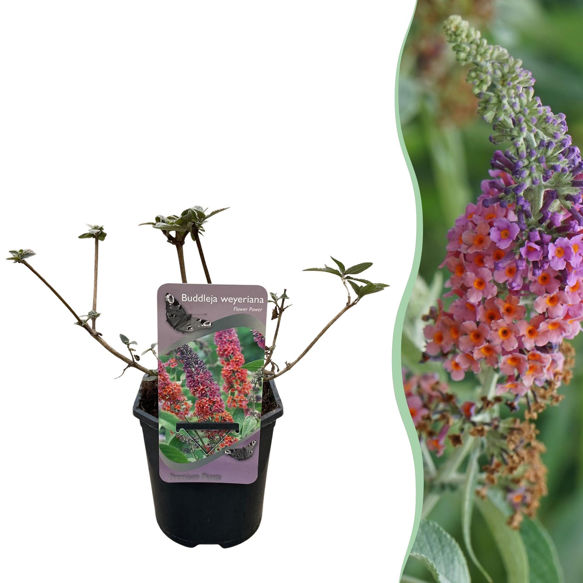 Buddleja davidii Flower Power, un jeune plant en pot et un gros plan de ses fleurs orange et violettes, attirant les papillons.