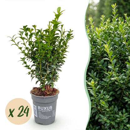 Buxus sempervirens : montage d'un plant en pot avec une pastille 'x 24' indiquant la quantité et une image de haie luxuriante.