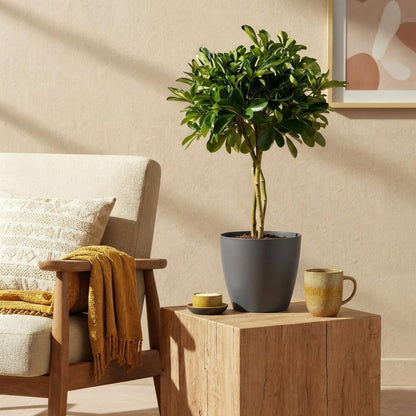 Plantes d'intérieur - Schefflera Gold Capelle - Arbre à doigts - Peu d'entretien- Vert - or - 1 Plante - avec Pot Gris - Pot 21cm - Hauteur 70-81cm