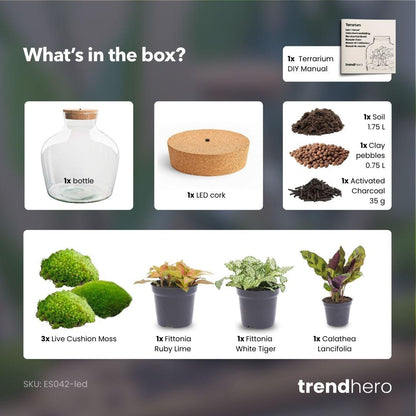Grand kit terrarium lumineux Calathea et Fittonia, bocal Ø 29 cm à bouchon LED, avec ou sans outils