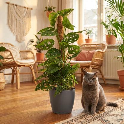 Plante d'intérieur - Monkey Mask - Monstera Adansonii sur Tuteur - Vert - Entretien facile - 1 Plante - avec Potter Gris - Pot 19cm - Hauteur 90cm