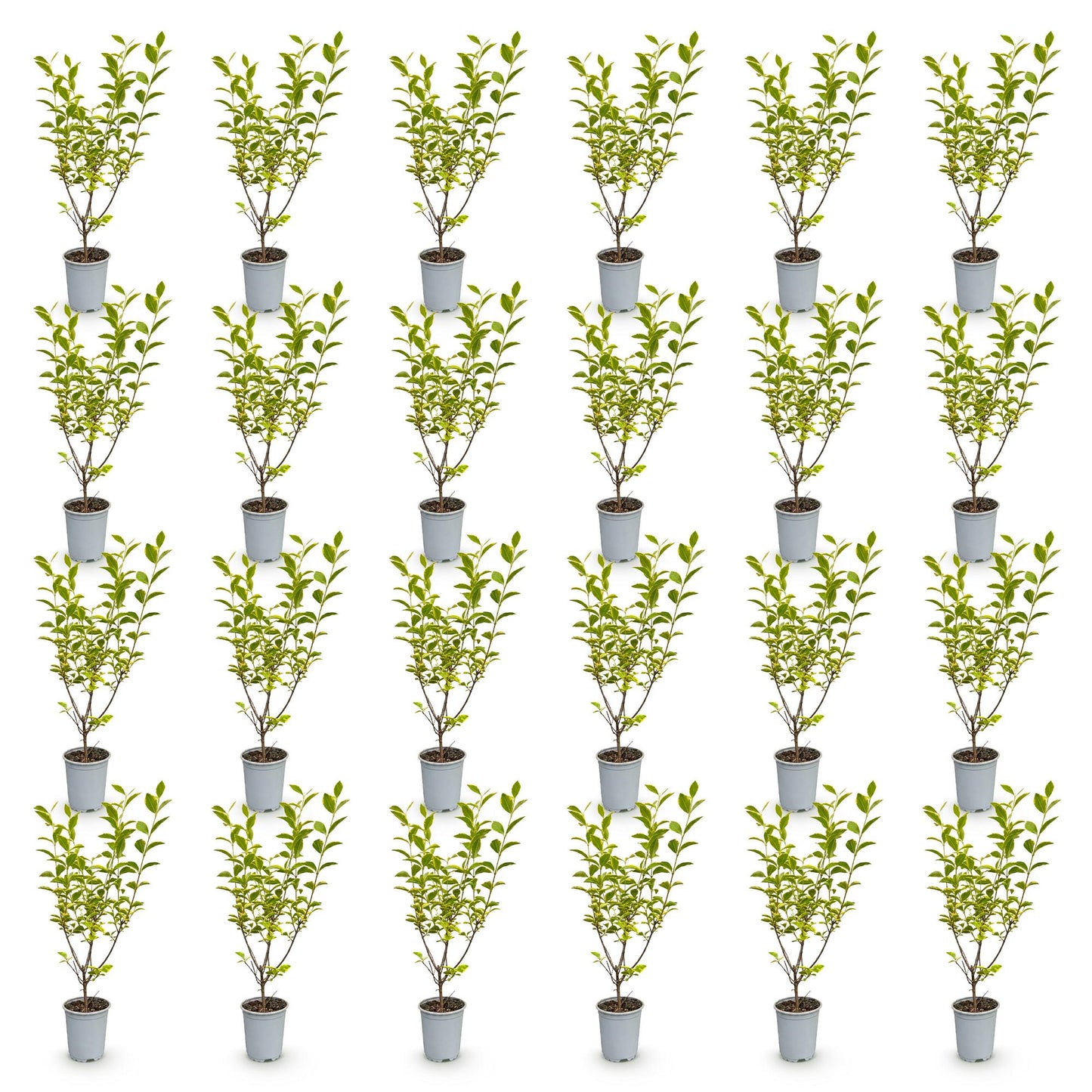 Ligustrum ovalifolium Aureum, 24 plants de troène à feuillage panaché vert et jaune, en pots de 9 cm, alignés sur fond blanc.