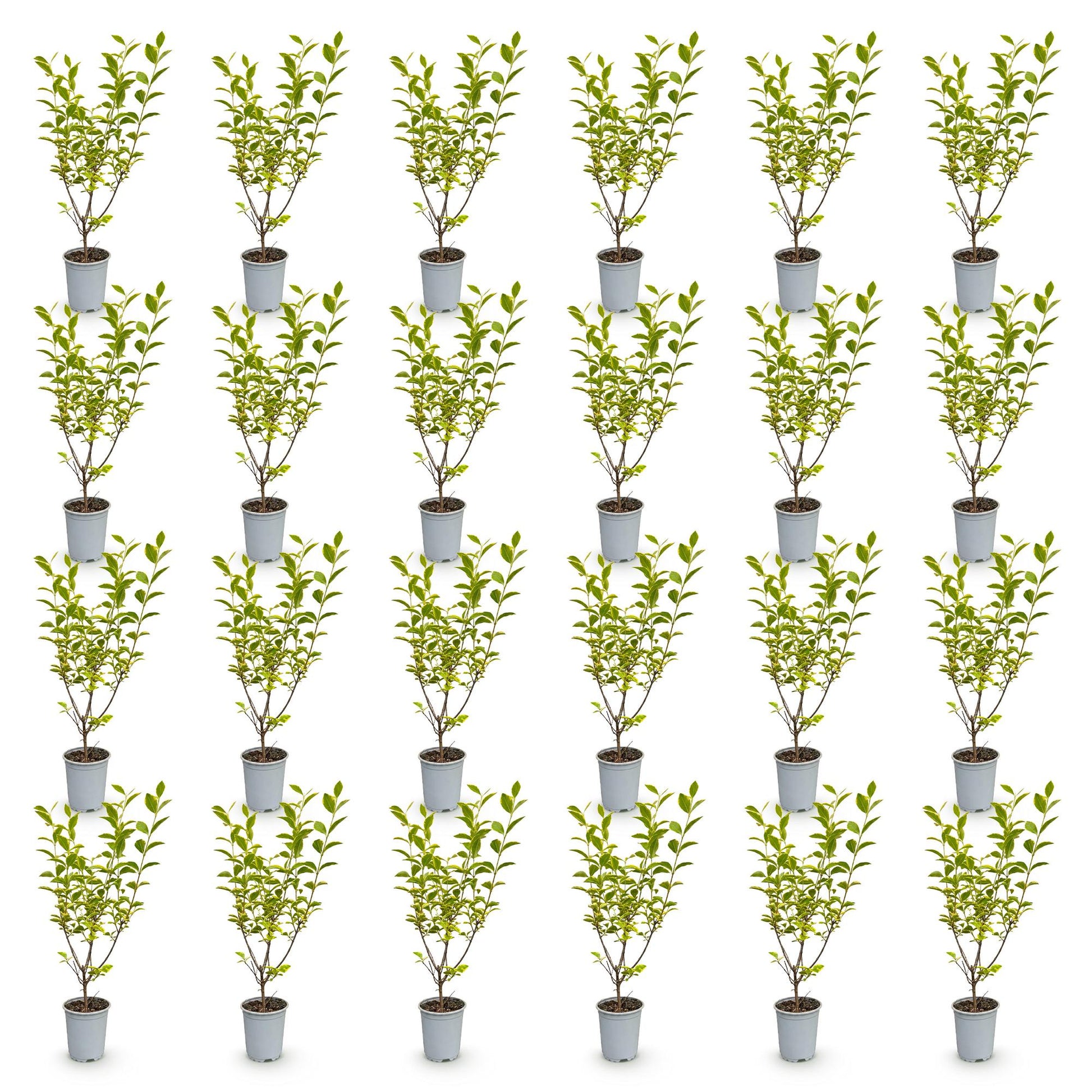 Ligustrum ovalifolium Aureum, 24 plants de troène à feuillage panaché vert et jaune, en pots de 9 cm, alignés sur fond blanc.