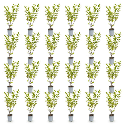 Ligustrum ovalifolium Aureum, 24 plants de troène à feuillage panaché vert et jaune, en pots de 9 cm, alignés sur fond blanc.