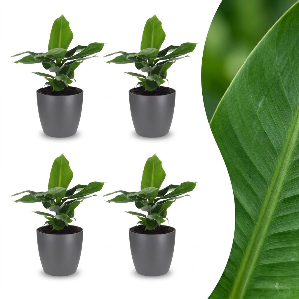 Quatre petits bananiers nains orientaux avec des feuilles vertes vives dans des cache-pots gris élégants, prêts à embellir votre intérieur