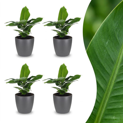 Quatre petits bananiers nains orientaux avec des feuilles vertes vives dans des cache-pots gris élégants, prêts à embellir votre intérieur