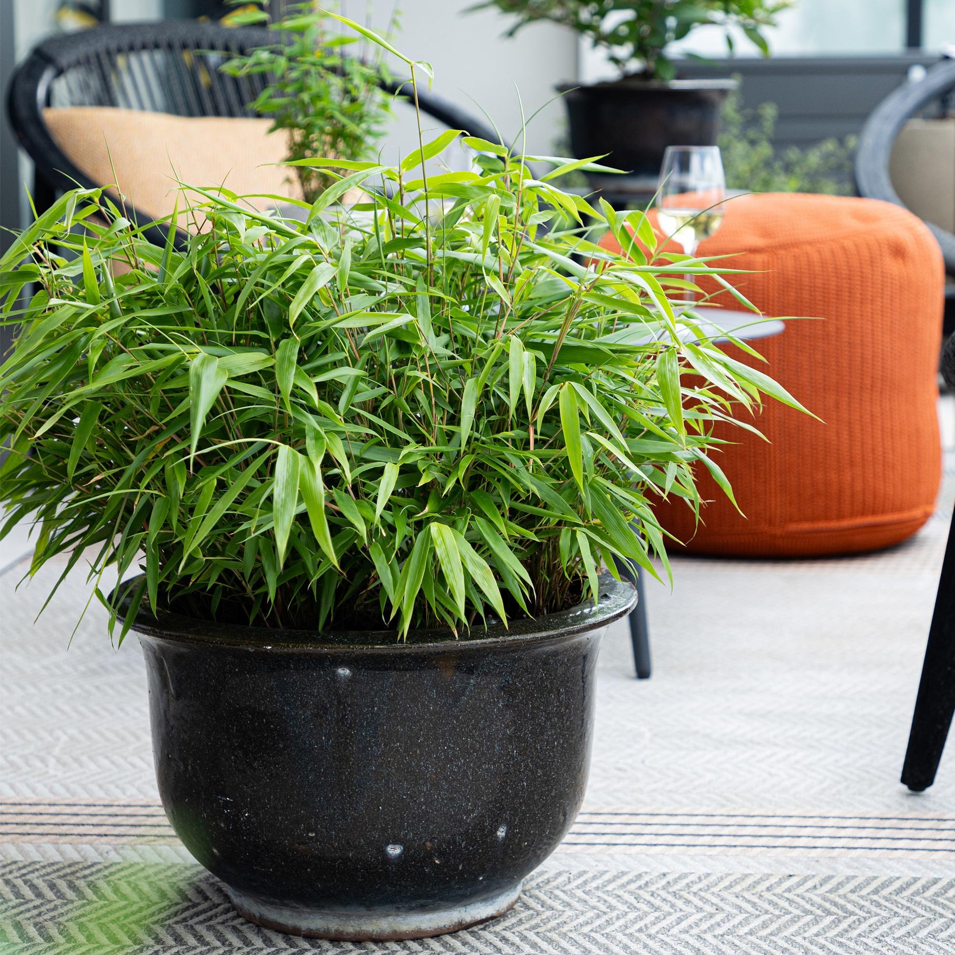 Fargesia rufa : Bambou non envahissant en pot noir sur un tapis d'extérieur, près d'un pouf orange et d'une chaise en rotin.