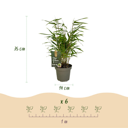 Bambou Fargesia rufa : image d'un plant avec des mesures de 35 cm de hauteur et un pot de 14 cm. Un schéma montre 6 plants sur une distance