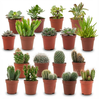Mélange de cactus et succulentes en pot de 5,5 cm, 18 plantes