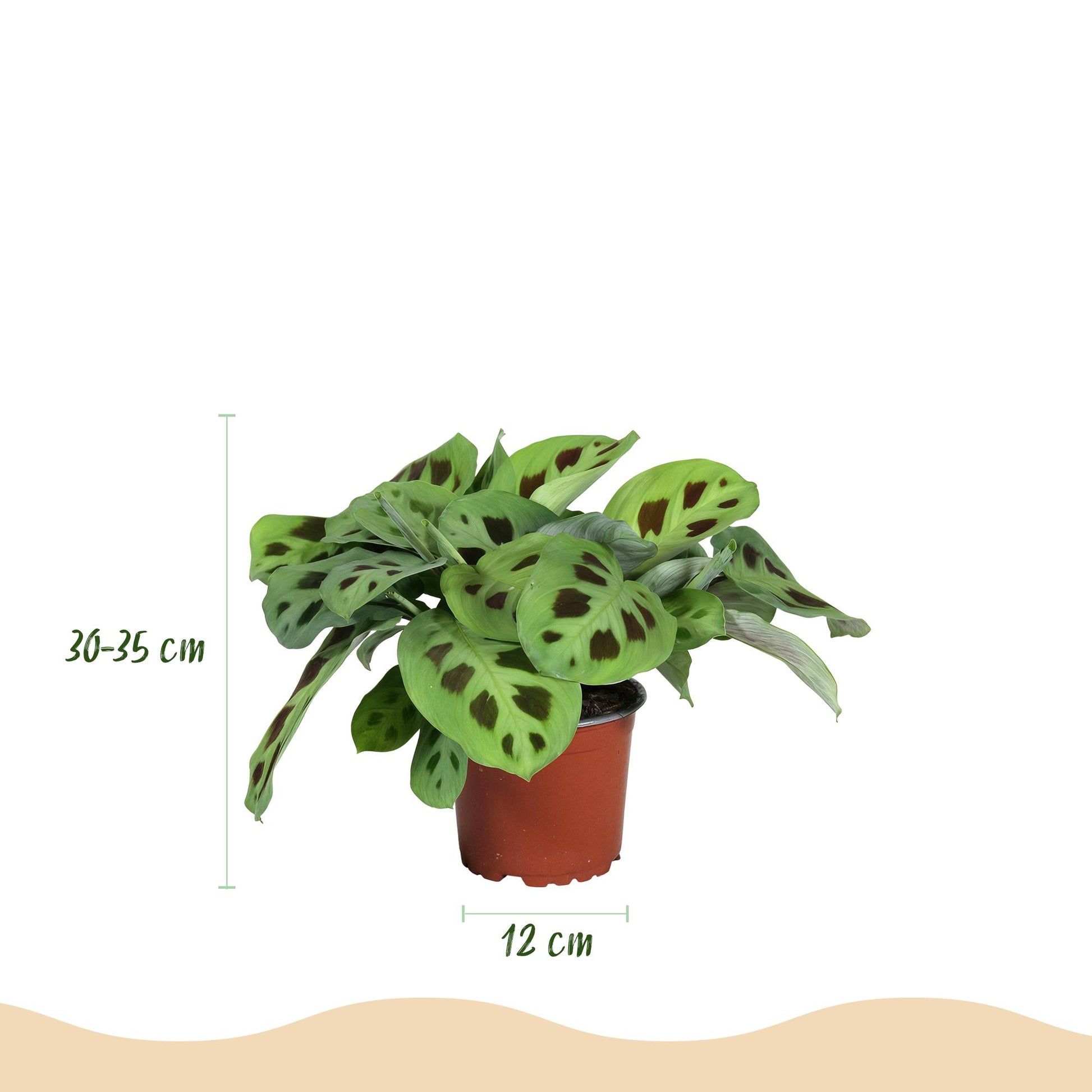 Plante d'intérieur - Maranta Fascinator Kerchoveana - Plante zèbre - Plante amicale pour les animaux - Vert - 1 Plante - avec Potter Blanc - Pot 12cm - Hauteur 25cm