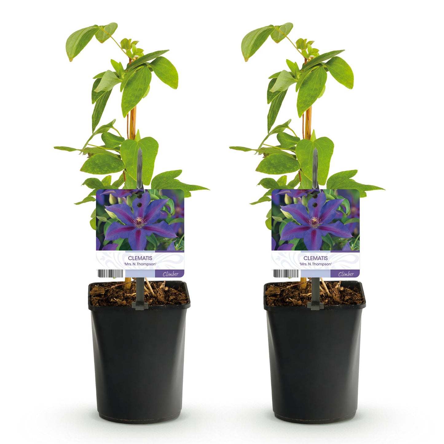 Clématite 'Mrs. N. Thompson'. Lot de deux plants avec fleurs violettes et feuillage vert, présentés dans des pots noirs sur fond blanc.