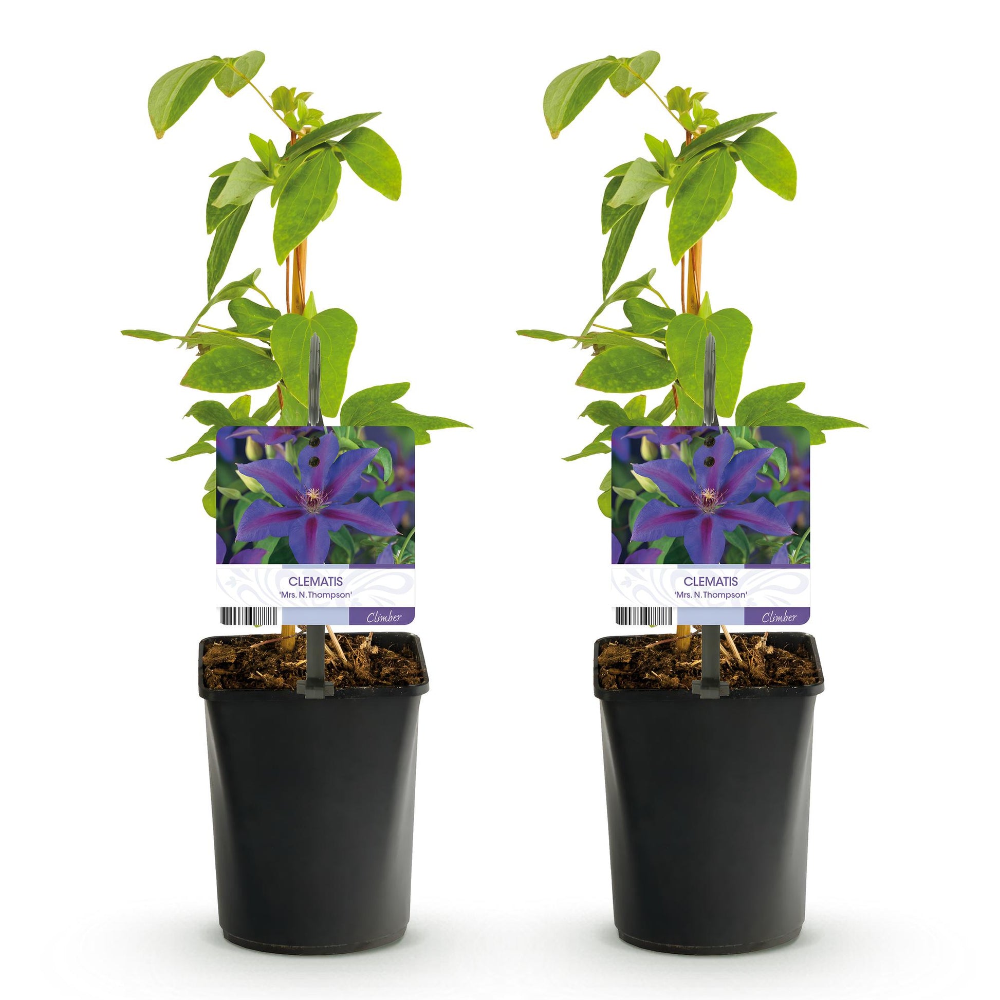 Clématite 'Mrs. N. Thompson'. Lot de deux plants avec fleurs violettes et feuillage vert, présentés dans des pots noirs sur fond blanc.