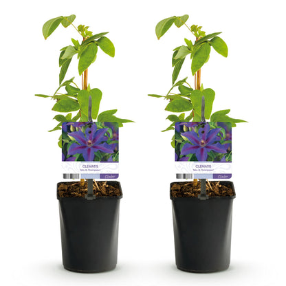 Clématite 'Mrs. N. Thompson'. Lot de deux plants avec fleurs violettes et feuillage vert, présentés dans des pots noirs sur fond blanc.