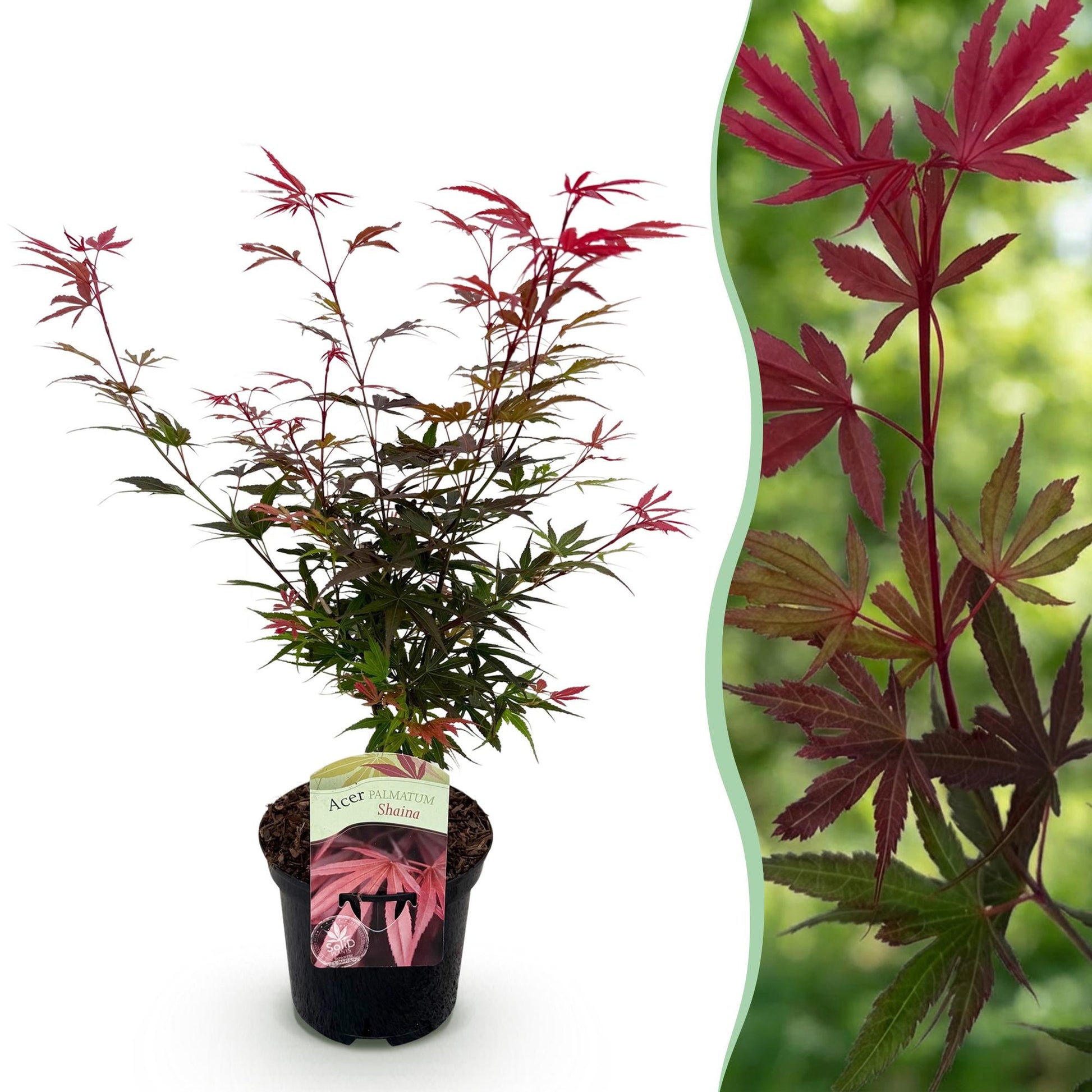 Érable japonais Acer palmatum Shaina en pot sur fond blanc à gauche, et gros plan de ses feuilles rouges et vertes sur fond flou vert à droi