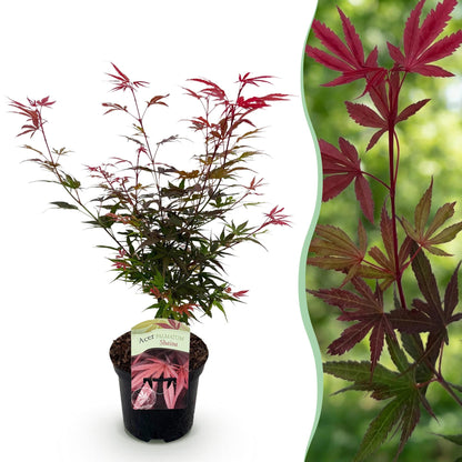 Érable japonais Acer palmatum Shaina en pot sur fond blanc à gauche, et gros plan de ses feuilles rouges et vertes sur fond flou vert à droi