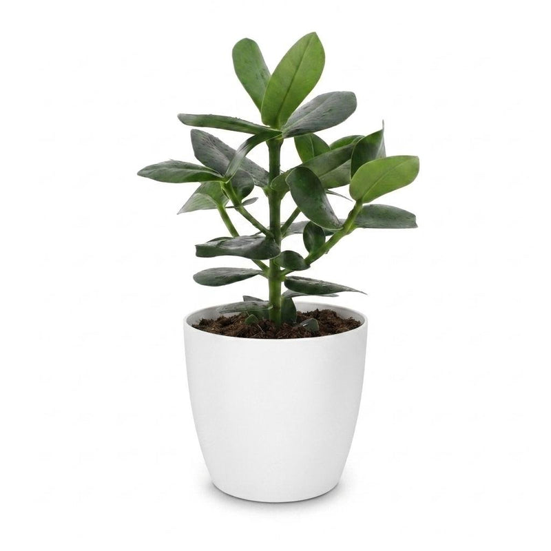 Clusia Princess - Clusia - Pot de 12cm