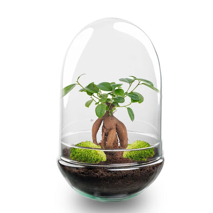 Kit terrarium bonsaï Ficus Ginseng en forme d'œuf, bocal en verre Ø 17,5 cm hauteur 30 cm