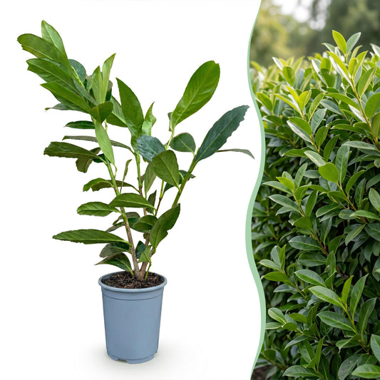 Prunus laur. Caucasica. Jeune plant en pot sur fond blanc à gauche, et haie dense de lauriers-cerises à droite.