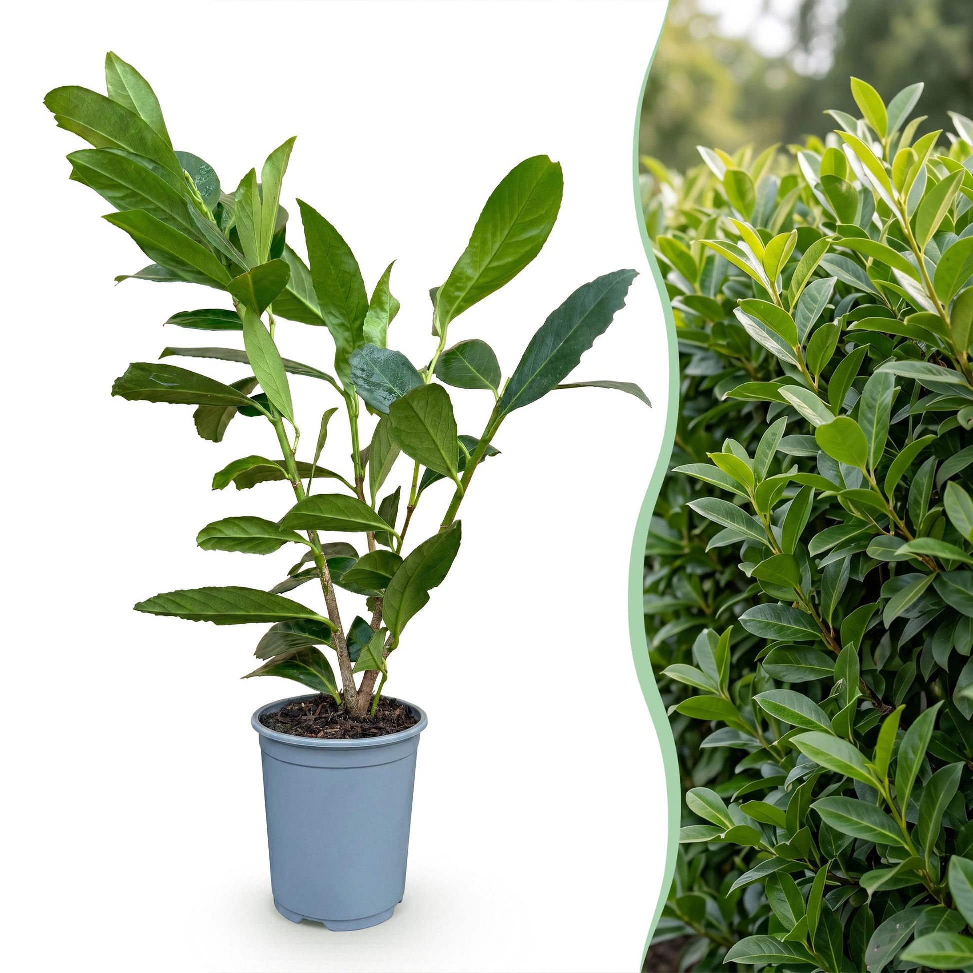 Prunus laur. Caucasica. Jeune plant en pot sur fond blanc à gauche, et haie dense de lauriers-cerises à droite.