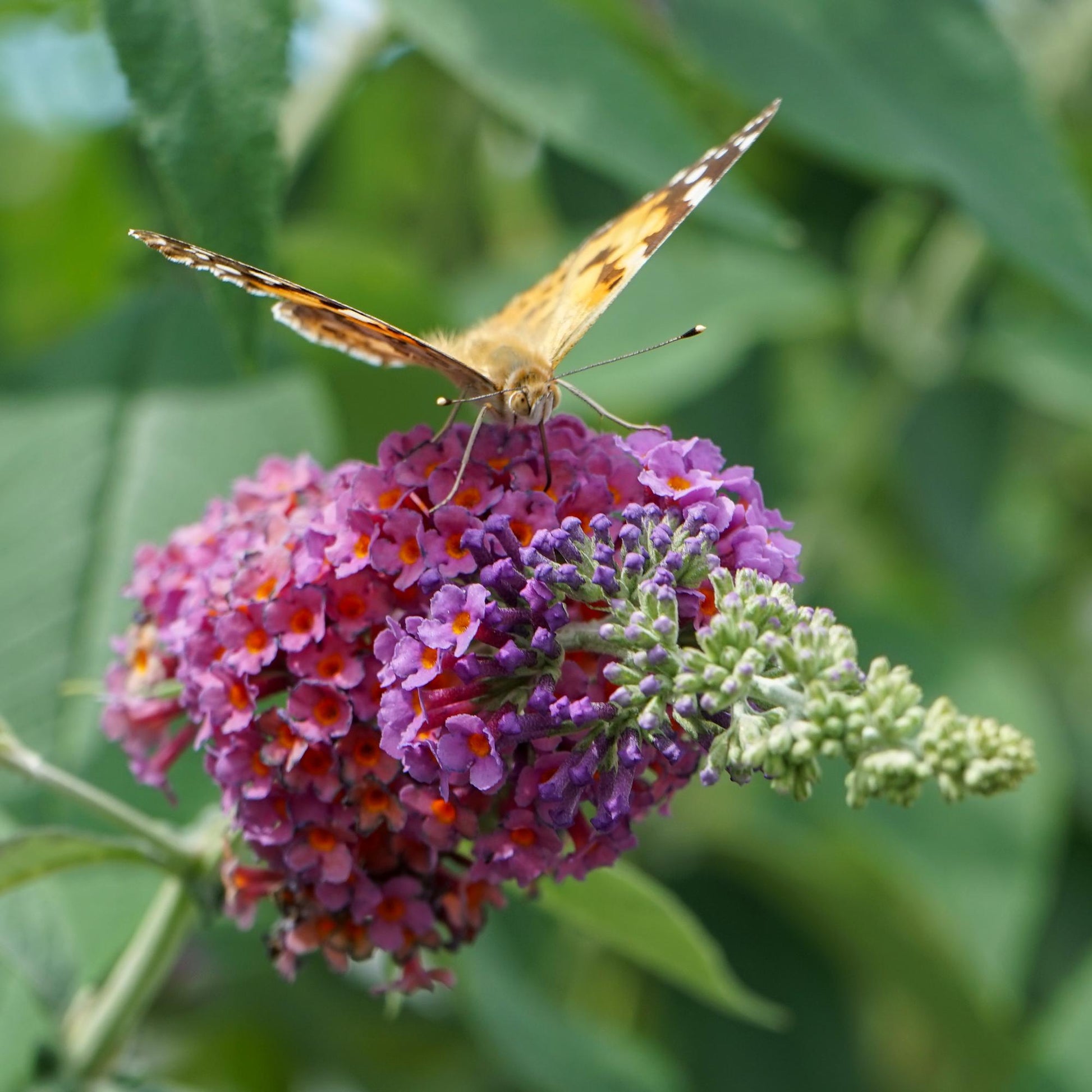 Buddleja davidii Flower Power, gros plan sur le buisson à papillons avec ses fleurs oranges et violettes, visité par un papillon.