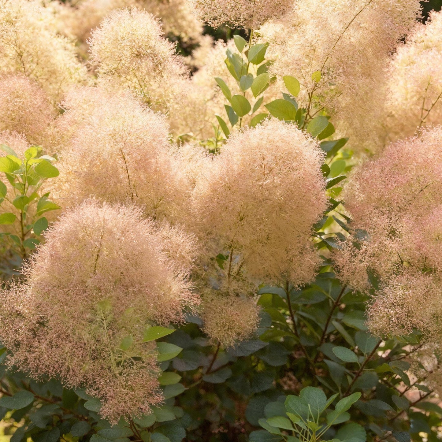 Cotinus coggyria Young Lady. Gros plan sur les inflorescences vaporeuses et rosées de l'arbre à perruques, se détachant sur le feuillage ver