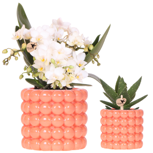 Duo Poppy orange - orchidée Nazare blanche Ø9 cm et plante verte Ø6 cm en cache-pots