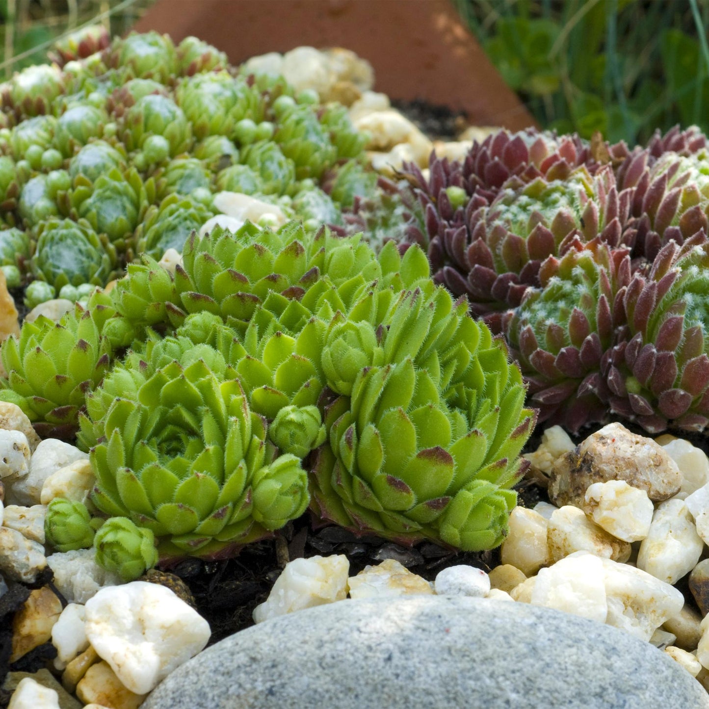 Sempervivum Big Sam, plantes couvre-sol rustiques, aux rosettes de feuilles vertes avec des pointes rouges, entourées de petits cailloux.
