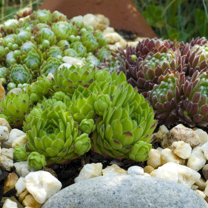 Sempervivum Big Sam, plantes couvre-sol rustiques, aux rosettes de feuilles vertes avec des pointes rouges, entourées de petits cailloux.