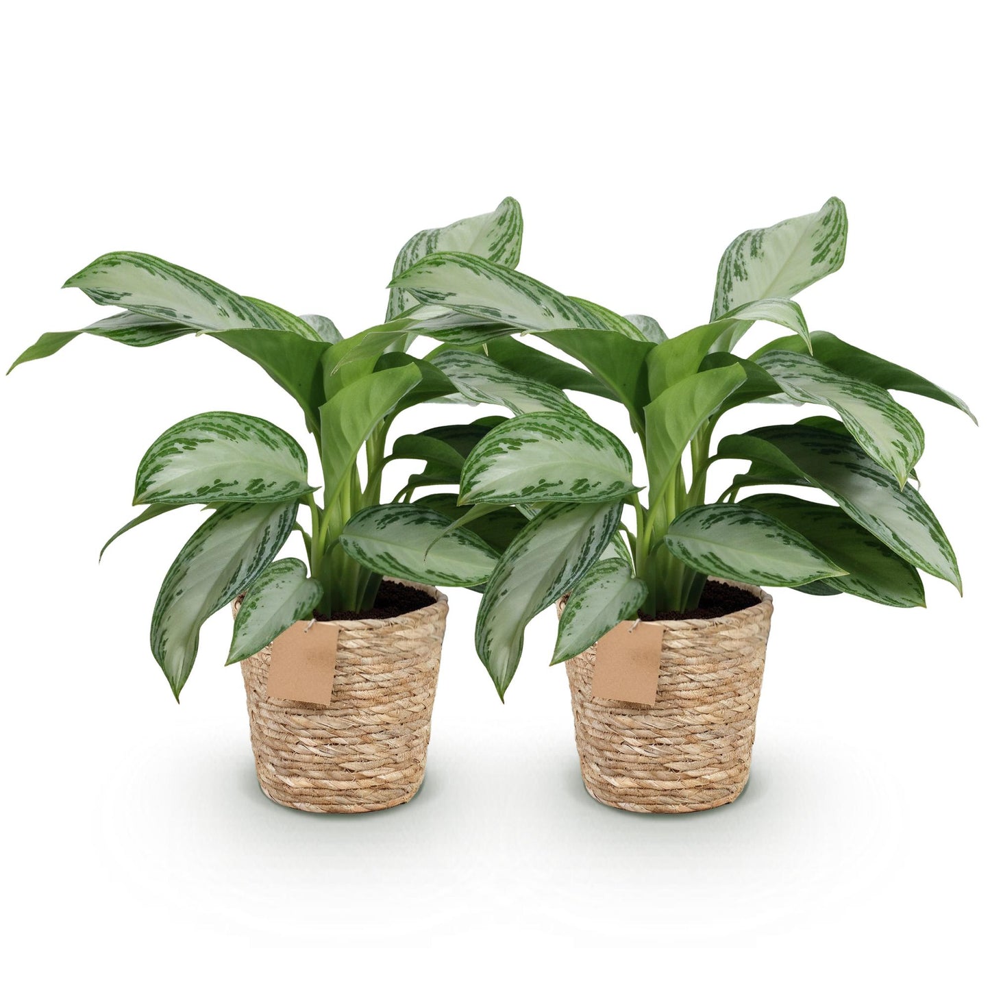 Deux Aglaonema Silver Bay dans des paniers tressés en fibres naturelles, avec un feuillage vert clair et argenté