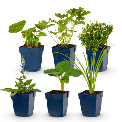 Plante vivace : lot de 6 plantes en pot, variées pour massif, sur fond blanc. Chaque plante mesure 15-25 cm de haut.