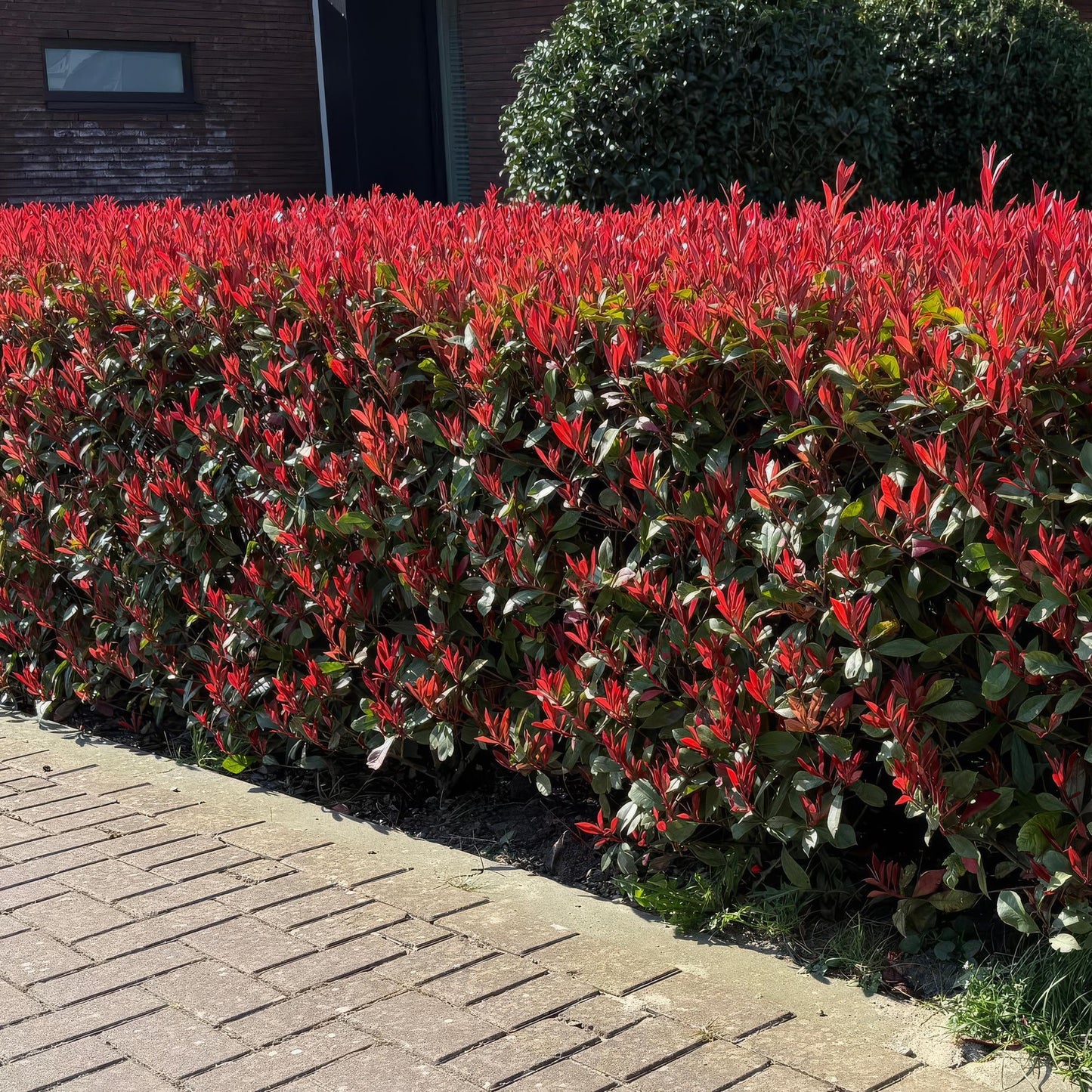 Photinia fraseri Carre Rouge : haie dense avec jeunes pousses rouge vif et feuillage vert foncé, bordant une allée pavée sous le soleil.