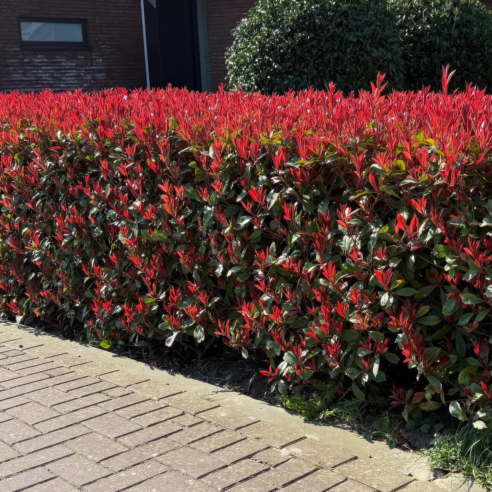 Photinia fraseri Carre Rouge : haie dense avec jeunes pousses rouge vif et feuillage vert foncé, bordant une allée pavée sous le soleil.