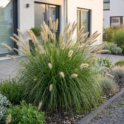 Pennisetum alop. Hameln, herbe à lampes, avec ses épis duveteux, ornant une bordure de jardin près d'une maison moderne.