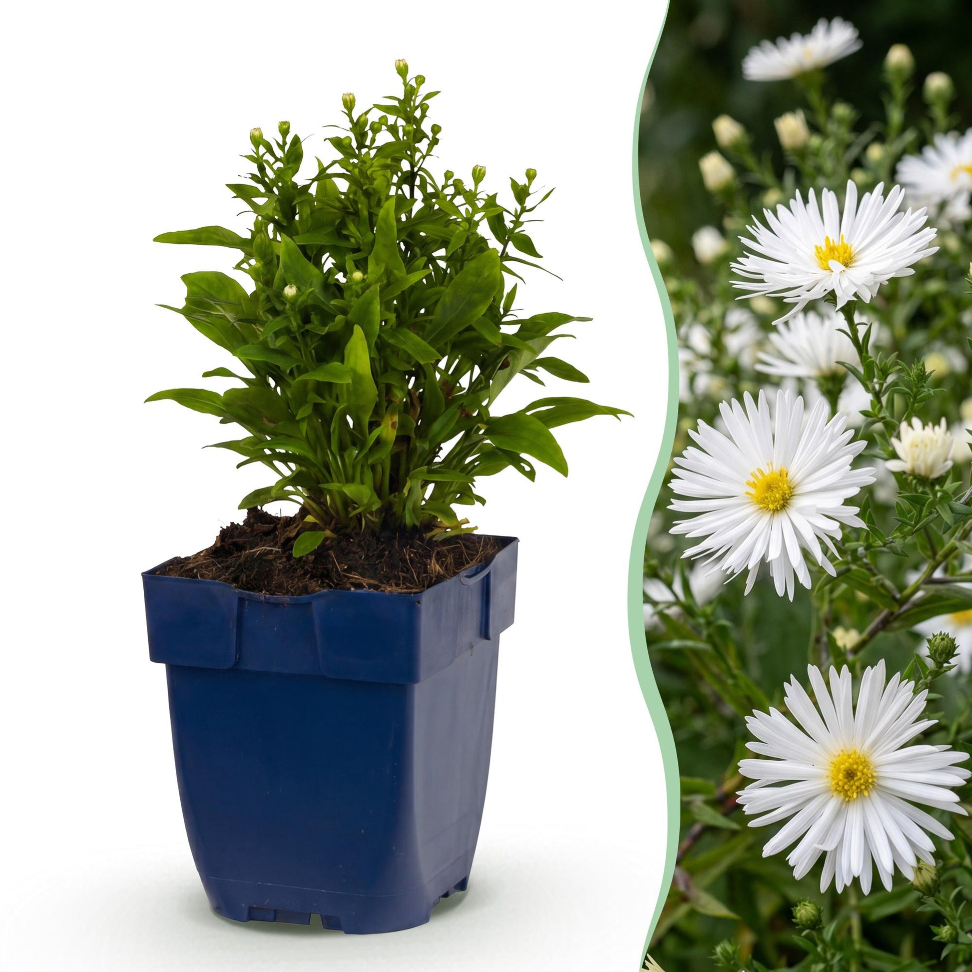Aster 'Schneekissen', une plante vivace en pot sur fond blanc, avec un aperçu de ses fleurs blanches lumineuses en arrière-plan.