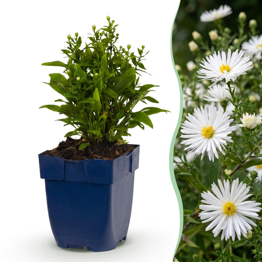 Aster 'Schneekissen', une plante vivace en pot sur fond blanc, avec un aperçu de ses fleurs blanches lumineuses en arrière-plan.