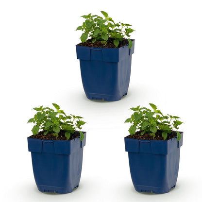 Nepeta faassenii Snowflake : lot de 3 plants d'herbe à chat vivace, verts et touffus, dans des pots bleus carrés sur fond blanc.