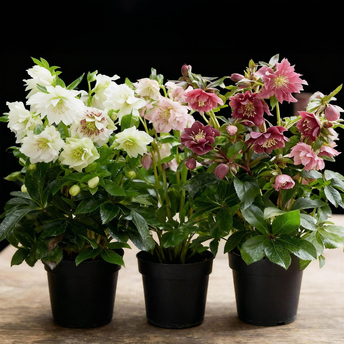 Roses de Carême doubles au jardin, Helleborus orientalis