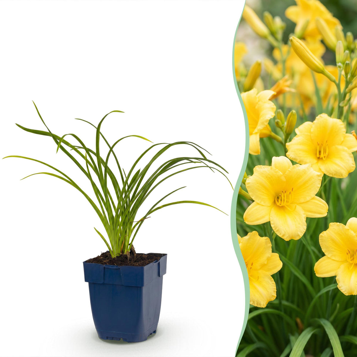 Hémérocalle 'Stella de Oro' en pot de 11 cm et détail du feuillage et des fleurs