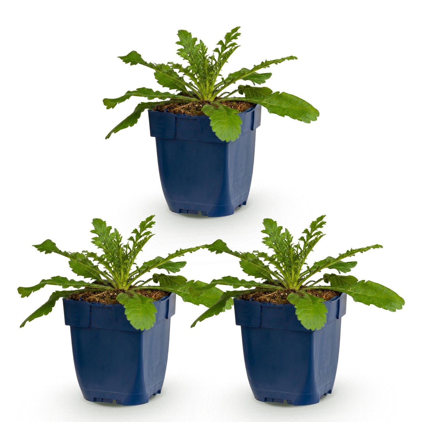 Scabiosa col. Pink Mist, trois plants de fleur de pigeon avec leur feuillage vert dans des pots bleus sur fond blanc.