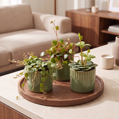 Bébés Peperomia en situation dans un intérieur