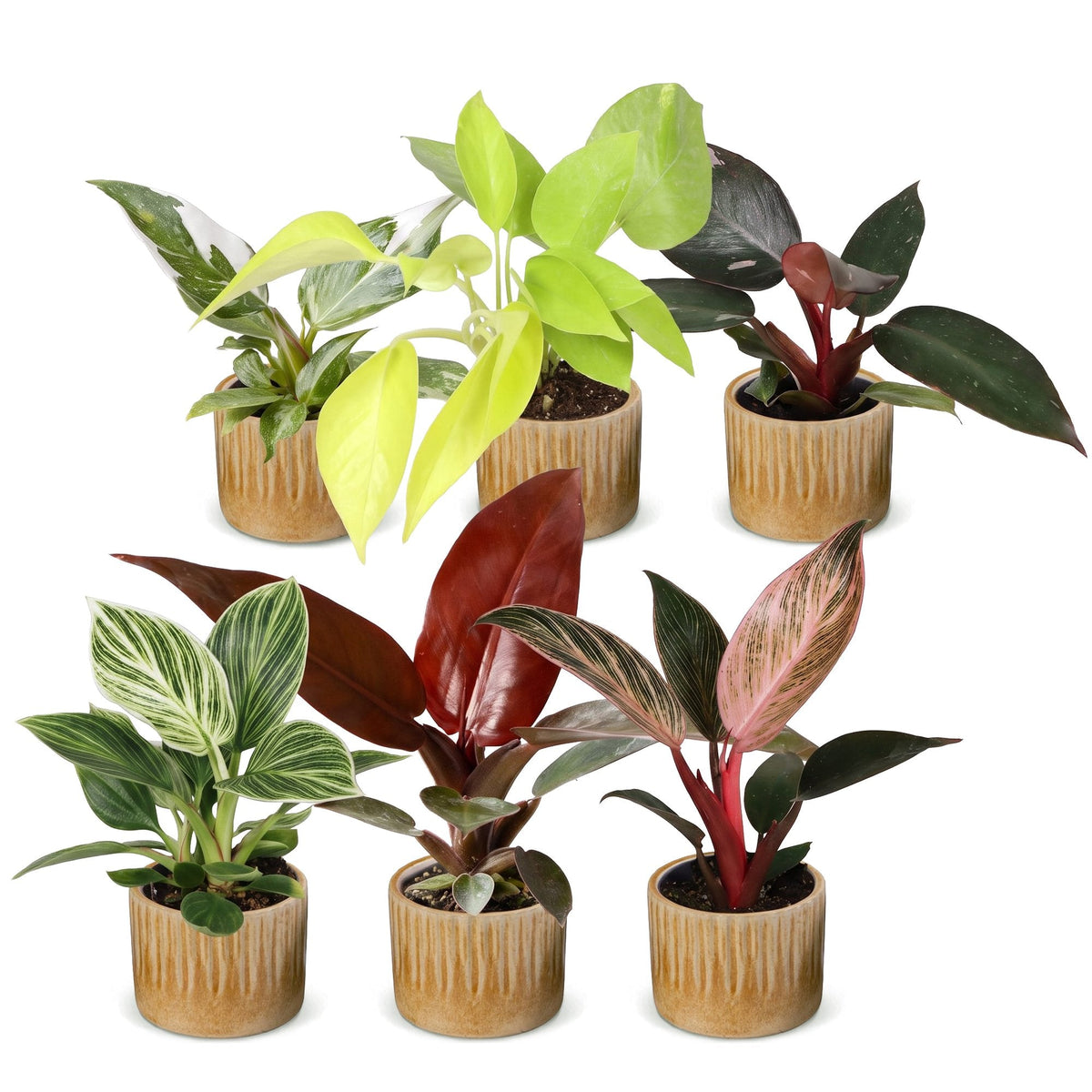 Lot de 6 bébés Philodendron colorés, cache-pot miel