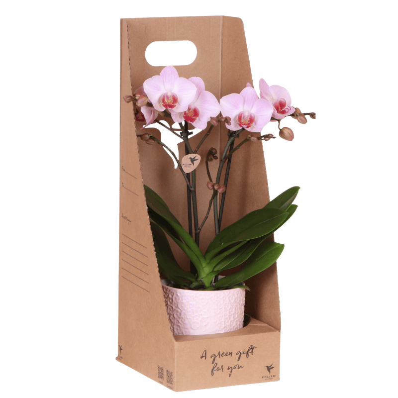 Orchidée Phalaenopsis en boîte cadeau kraft avec cache-pot céramique