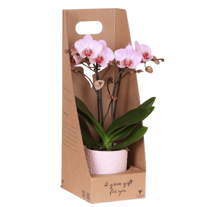 Orchidée Phalaenopsis en boîte cadeau kraft avec cache-pot céramique