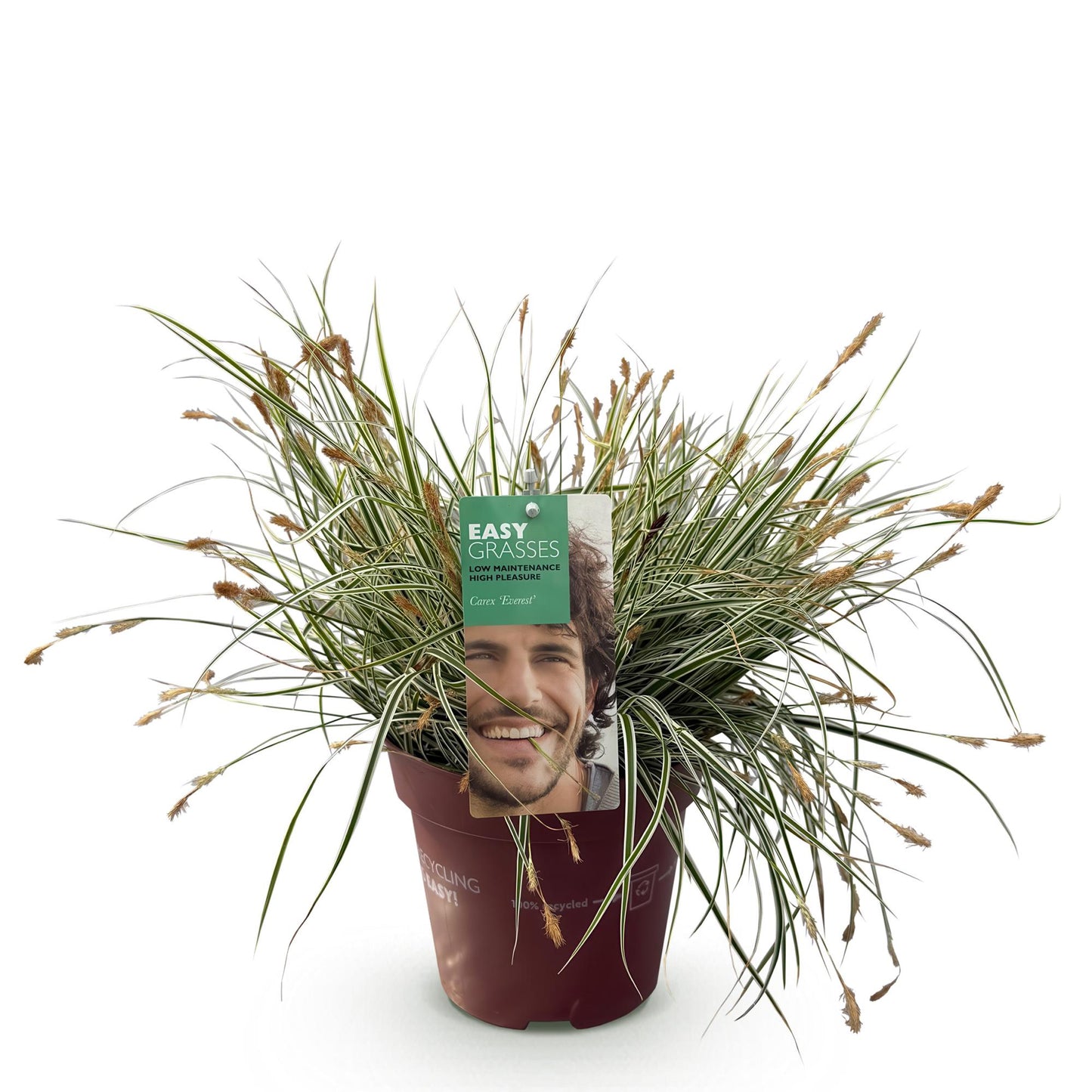 Carex oshimensis Everest, graminée ornementale persistante en pot de 17 cm, avec feuillage panaché blanc et vert et épis floraux discrets.
